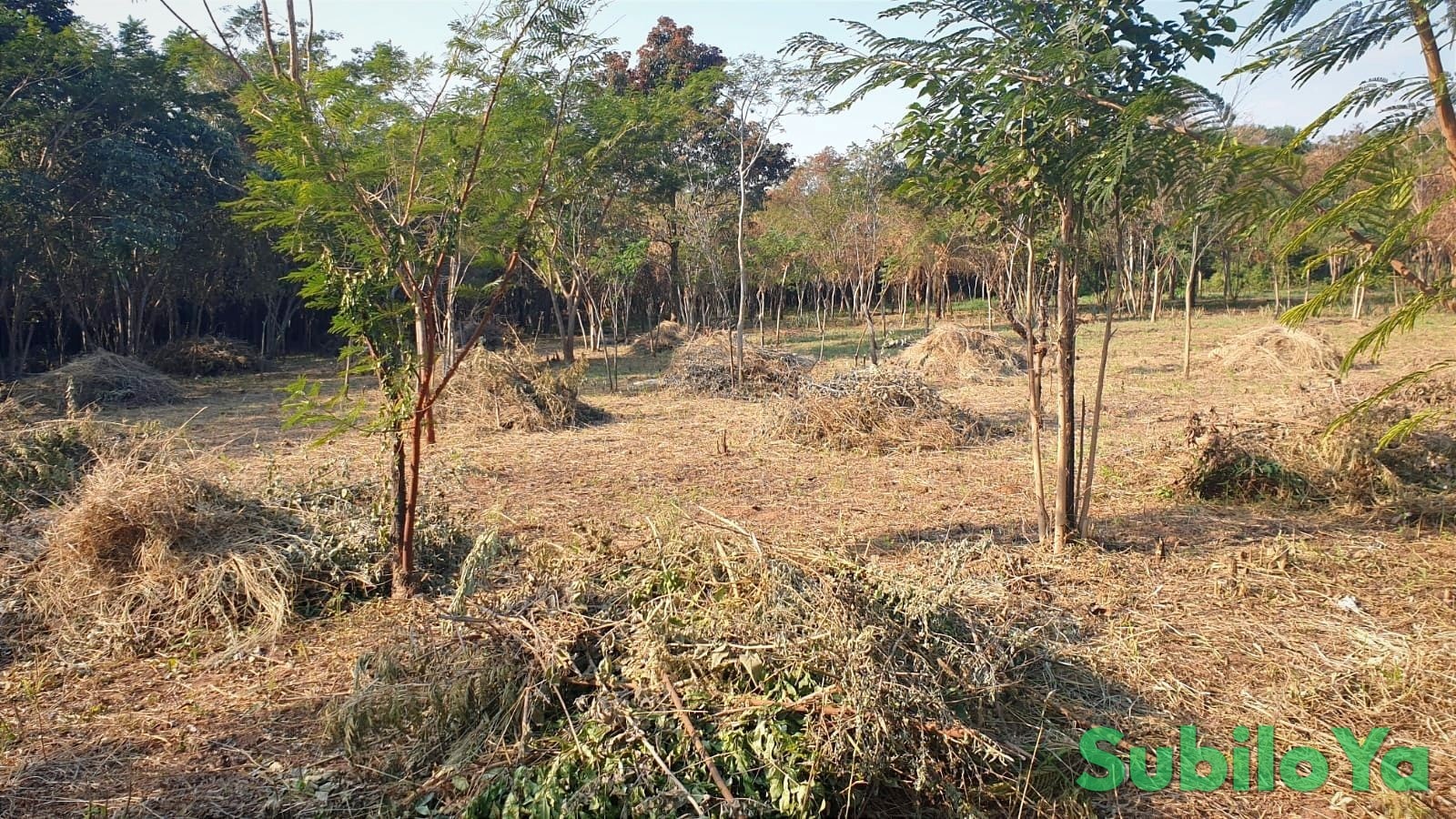 Wooded 3.5 ha property with good accessibility in Independencia