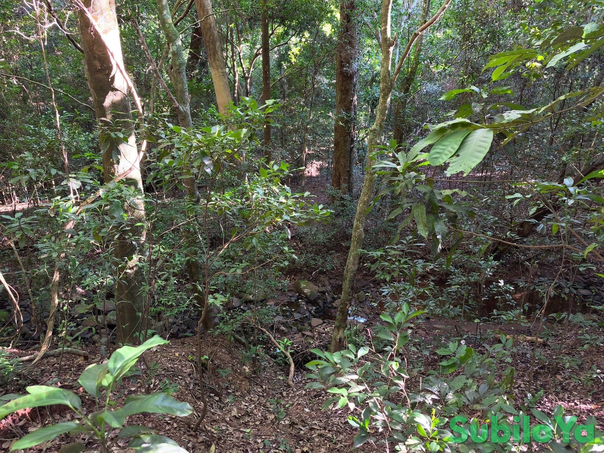 4,5 Hektar Waldgrundstück mit Bergblick in Colonia Independencia