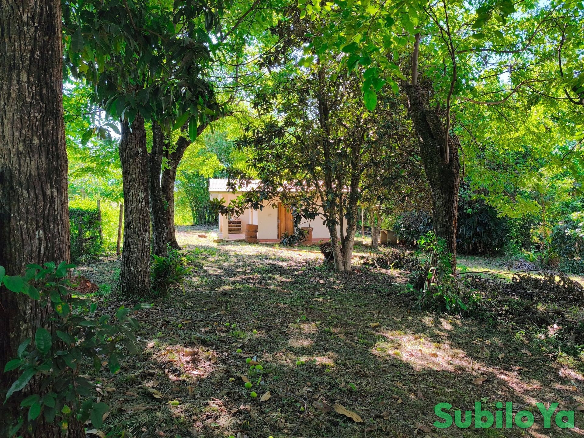 Mietangebot in Colonia Independencia, Planta Urbana: Zwei Häuser mit Garten und Altbaumbestand